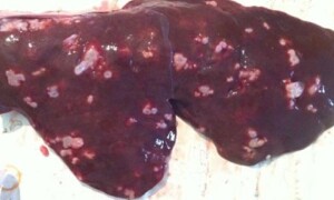 Эхинококкоз овец и коз: заражение промежуточных хозяев Echinococcus granulosus